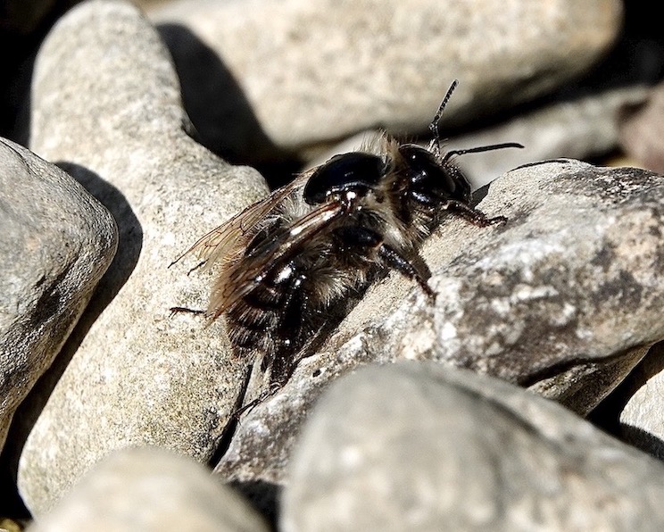 solitary bee